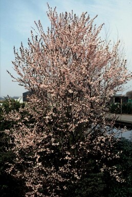 Prunus cerasifera 'Nigra' C20 125-150