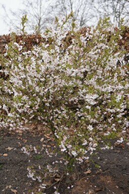 Prunus incisa 'Kojou No Mai' Dvärgkörsbär i kruka Prunus incisa 'Kojou No Mai' buske