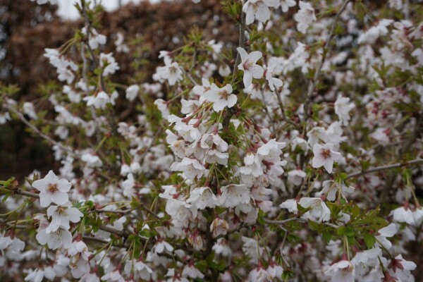 Prunus incisa 'Kojou No Mai' buske