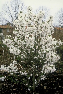 Prunus nipponica 'Brillant' Nipponkörsbär i kruka Prunus nipponica 'Brillant' buske