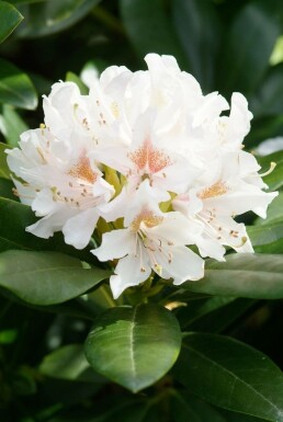 Rhododendron 'Cunningham's White' Rododendron i kruka Rhododendron 'Cunningham's White' buske