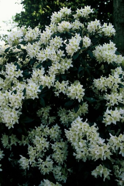 Rhododendron 'Cunningham's White' buske