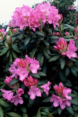 Rhododendron 'Roseum Elegans' C5 40-50