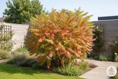 Rhus typhina 'Tiger Eyes' buske