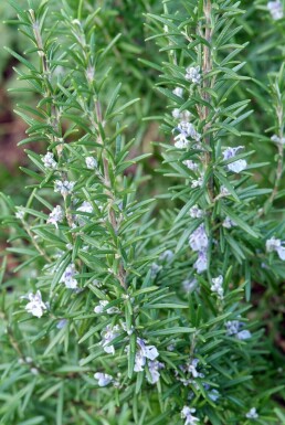 Rosmarinus officinalis Vanlig rosmarin i kruka Rosmarinus officinalis