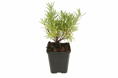 Rosmarinus officinalis Vanlig rosmarin i kruka Rosmarinus officinalis