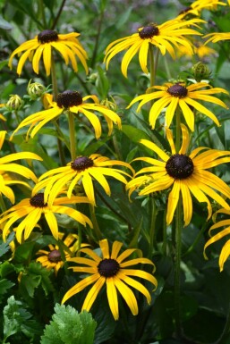 Rudbeckia fulgida 'Goldsturm' Skimmerrudbeckia i kruka Rudbeckia fulgida 'Goldsturm'