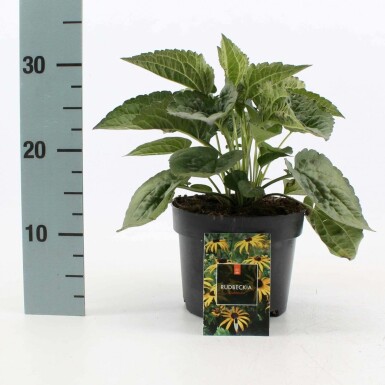 Rudbeckia fulgida 'Goldsturm' Skimmerrudbeckia i kruka Rudbeckia fulgida 'Goldsturm'