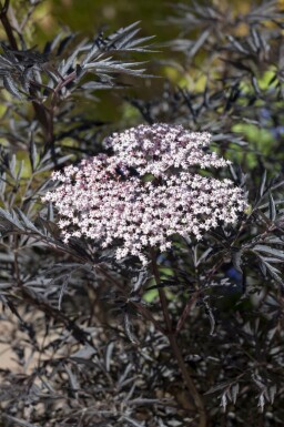 Sambucus nigra 'Black Lace' Fläder i kruka Sambucus nigra 'Black Lace' buske