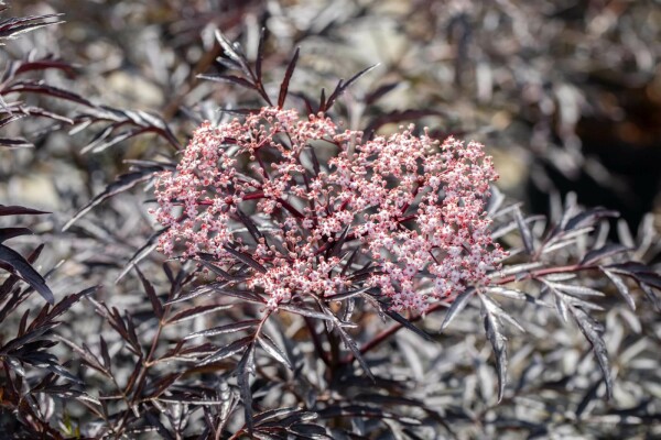 Sambucus nigra 'Black Lace' buske