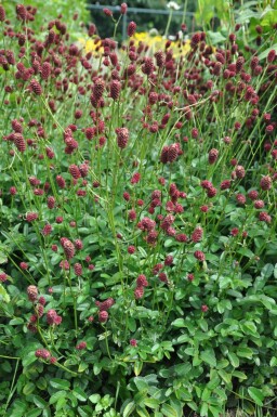 Sanguisorba officinalis 'Tanna' Blodtopp 5-10 i kruka C2 Sanguisorba officinalis 'Tanna'