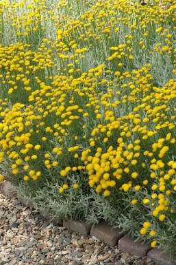 Santolina chamaecyparissus GrÄ helgonört i kruka Santolina chamaecyparissus