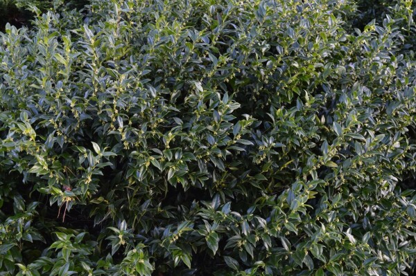 Sarcococca confusa buske