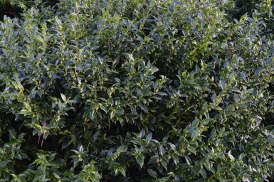 Sarcococca confusa Sötbuxbom i kruka Sarcococca confusa buske