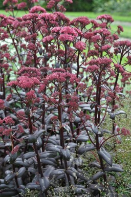 Sedum 'Purple Emperor' Fetknoppar i kruka Sedum 'Purple Emperor'