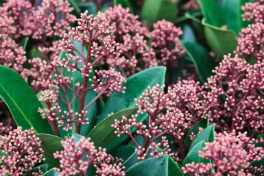 Skimmia japonica 'Rubella' Vinterbär i kruka Skimmia japonica 'Rubella' buske