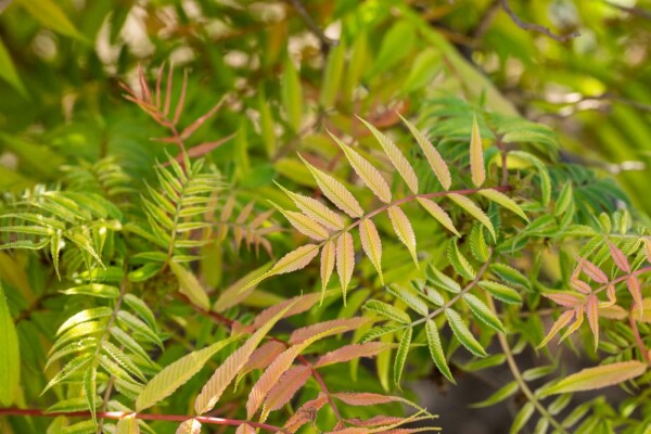 Sorbaria sorbifolia 'Sem' buske