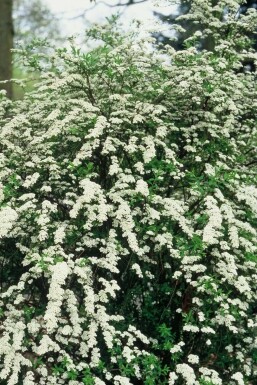 Spiraea cinerea 'Grefsheim' Hybridspirea i kruka Spiraea cinerea 'Grefsheim' buske