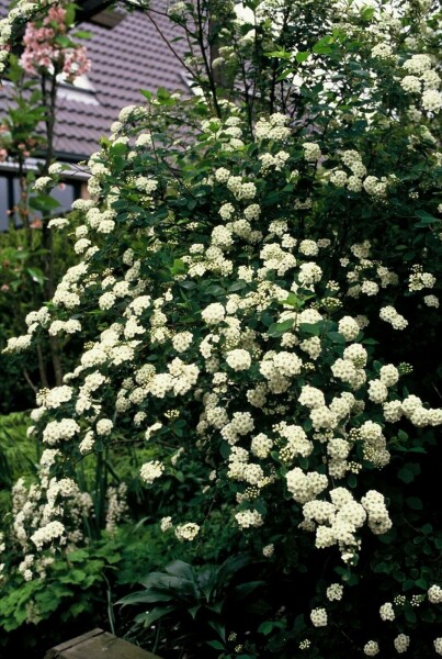 Spiraea × vanhouttei C10 100-125