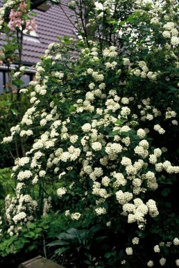 Spiraea vanhouttei Spireor i kruka Spiraea vanhouttei buske