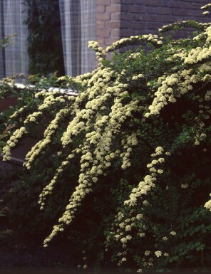 Spiraea vanhouttei Spireor i kruka Spiraea vanhouttei buske