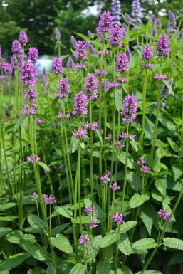 Stachys monieri 'Hummelo' Syskor i kruka Stachys monieri 'Hummelo'