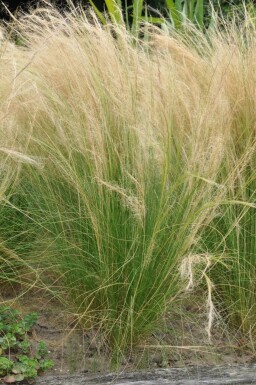 Stipa tenuissima 'Ponytails' Svansfjädergräs i kruka Stipa tenuissima 'Ponytails'