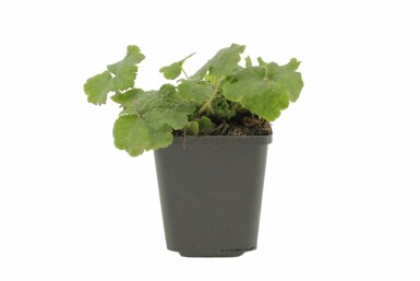 Tellima grandiflora Anagrambräcka i kruka Tellima grandiflora