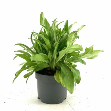 Veronica gentianoides Porslinsveronika i kruka Veronica gentianoides