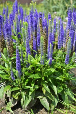Veronica spicata 'Ulster Blue Dwarf' Axveronika i kruka Veronica spicata 'Ulster Blue Dwarf'