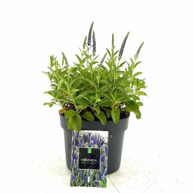 Veronica spicata 'Ulster Blue Dwarf' Axveronika i kruka Veronica spicata 'Ulster Blue Dwarf'