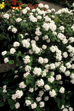 Viburnum carlesii Luktolvon i kruka Viburnum carlesii buske