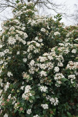 Viburnum tinus Lagerolvon i kruka Viburnum tinus buske