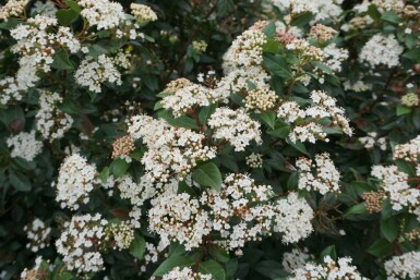 Viburnum tinus Lagerolvon i kruka Viburnum tinus buske