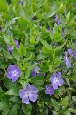 Vinca major Stor vintergröna i kruka Vinca major