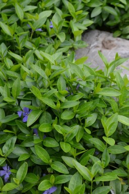 Vinca minor Vintergröna i kruka Vinca minor