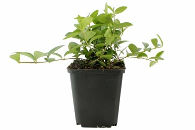 Vinca minor Vintergröna i kruka Vinca minor