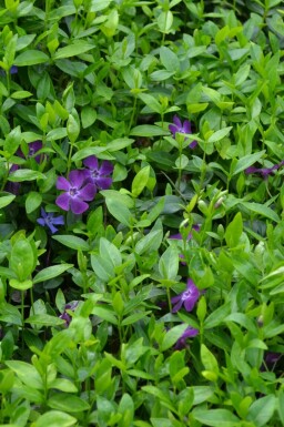 Vinca minor 'Atropurpurea' Vintergröna i kruka Vinca minor 'Atropurpurea'