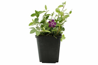 Vinca minor 'Atropurpurea' Vintergröna i kruka Vinca minor 'Atropurpurea'