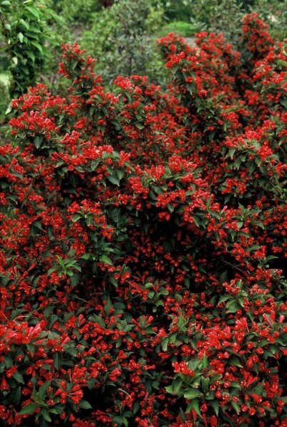 Weigela 'Red Prince' C10 80-100