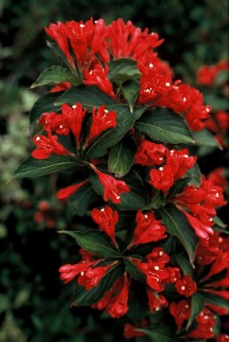 Weigela 'Red Prince' Prakttryar i kruka Weigela 'Red Prince' buske