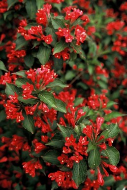 Weigela 'Red Prince' C10 80-100