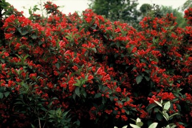 Weigela 'Red Prince' C10 80-100