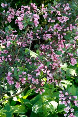 Rosenprakttry Weigela florida 'Foliis Purpureis' buske 20-30 C3 Weigela florida 'Foliis Purpureis' buske 20-30 cm