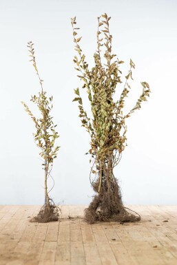 Carpinus betulus Avenbok häck 100-125 barrotade Carpinus betulus 100-125 cm