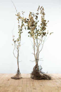 Carpinus betulus Avenbok häck 125-150 barrotade Carpinus betulus 125-150 cm