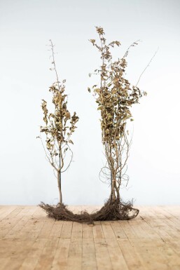 Carpinus betulus Avenbok häck 150-175 barrotade Carpinus betulus 150-175 cm