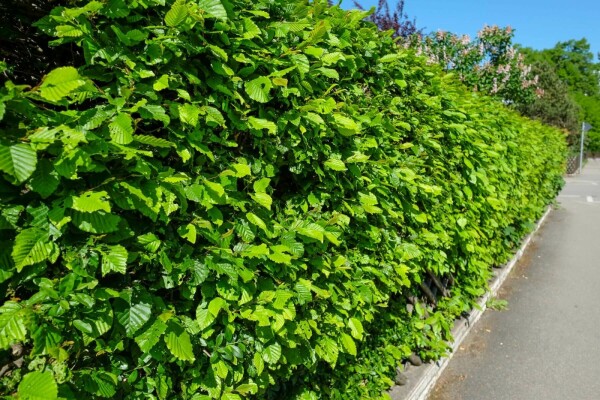 Carpinus betulus 40-60 cm