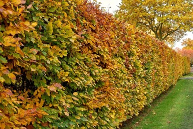 Carpinus betulus 40-60 cm