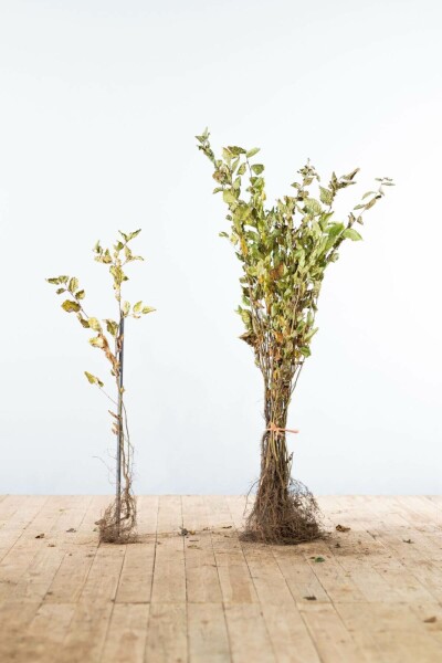 Carpinus betulus 60-80 cm